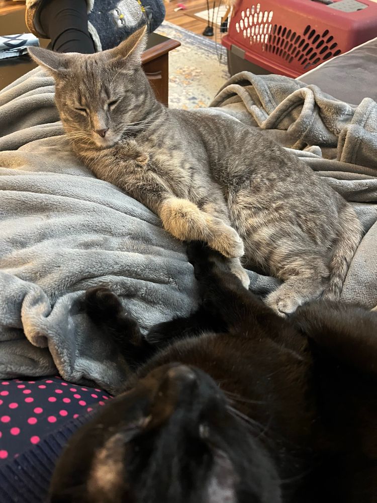 Two cats, one black and a silver tabby sitting on a gray blanket and half on a lap.