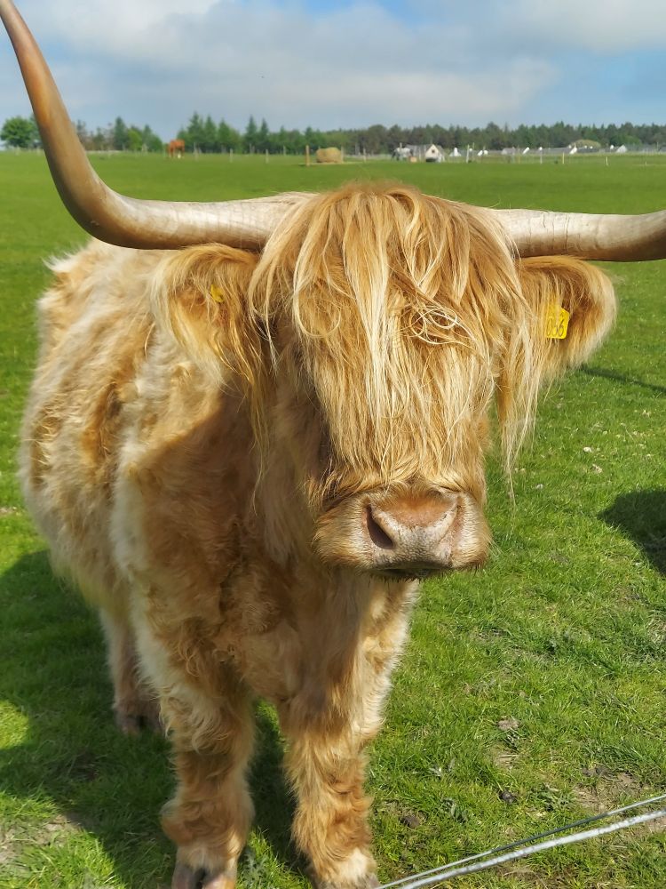 Scottish Highland cow, not mine. 