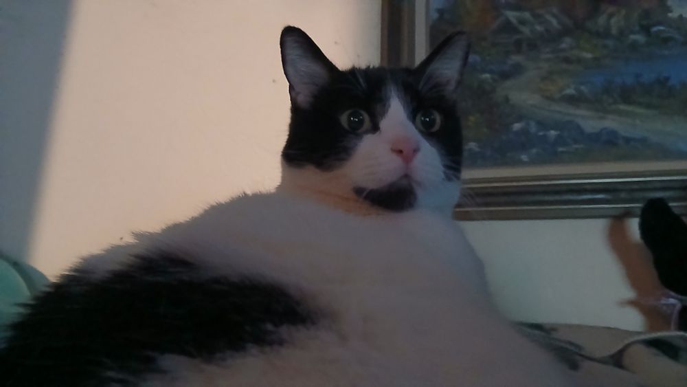 a photograph of a black and white tabby cat.