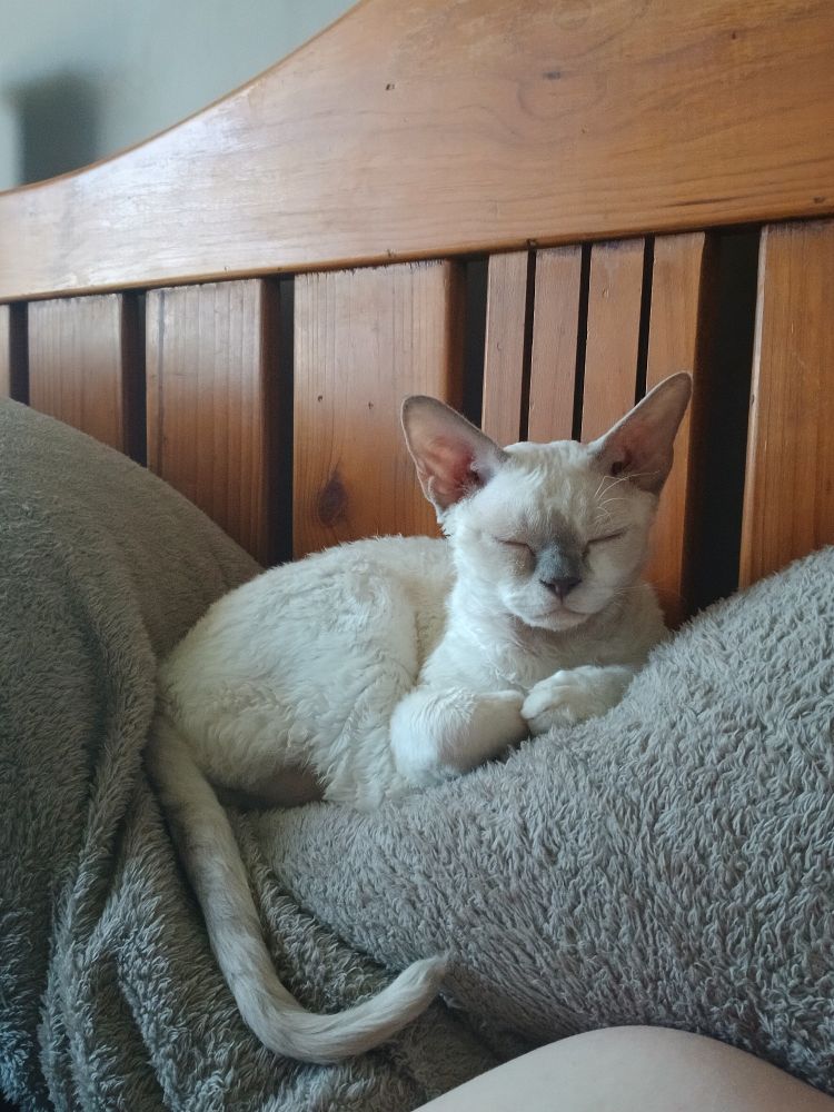 A white cat is between a fuzzy double pillow resting peacefully.