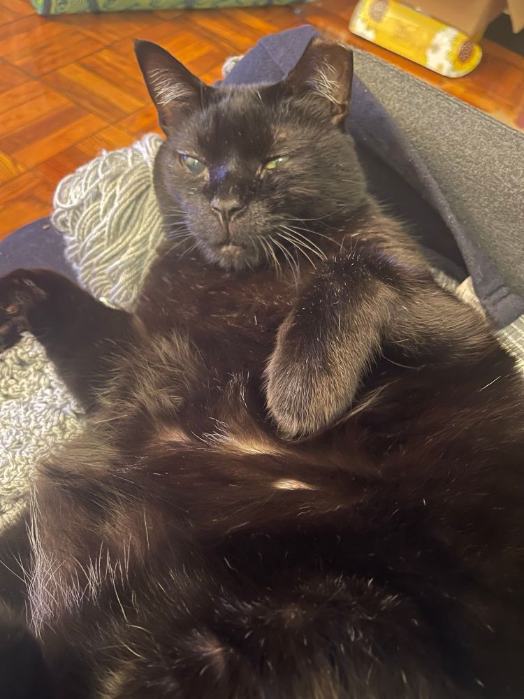 A chonky black cat lying on his back, tummy on display. He glares at the camera. 