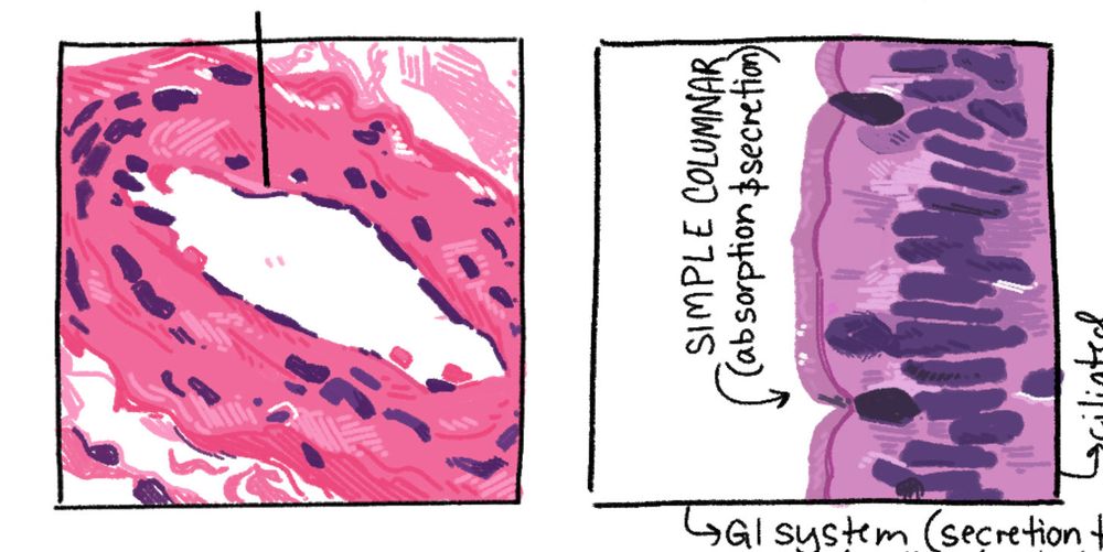 A color painting of a blood vessel. There are small purple ovals in a larger, hollow, hot pink oval. Next to it is a color drawing of simple columnar epithelium, which is purple with long purple oval-shaped blobs lined up next to each other 