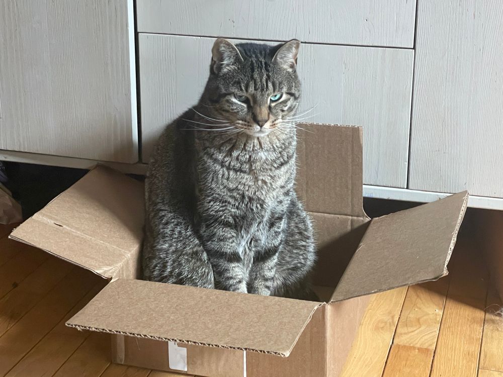 same cat from quoted post, now sitting up in the box, glaring at the camera as if demonstrating how spacious the box is compared to his stately form 