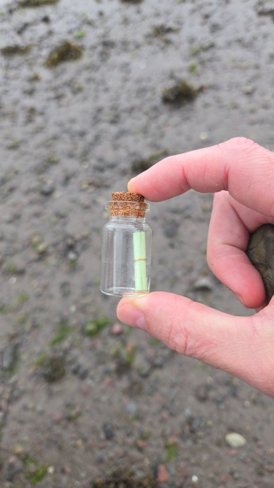 Small glass bottle with a cork stopper being held between a thumb and forefinger. In the bottle is a green rolled up piece of paper with a tiny gold band around it. In the background is a wet sand and rock beach.