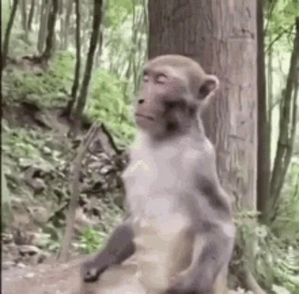 a monkey is standing next to a tree in a forest .