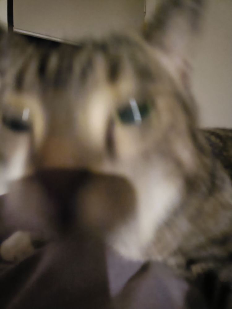 The brown tabby cat suddenly rushing towards the camera, resulting in a very blurry image of his face.