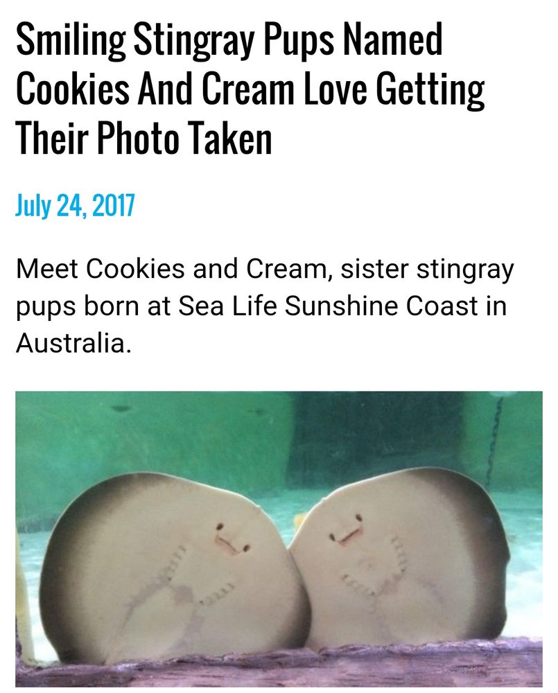 An article titled "Smiling Stingray pups named Cookies and Cream love getting their photo taken" from July 24 2017. A header reads "Meet Cookies and Cream, sister stingray pups born at Sea Life Sunshine Coast in Australia." Below is an attached photo of the stingray pups with their lower bodies pressed against the glass of an aquarium tank together.