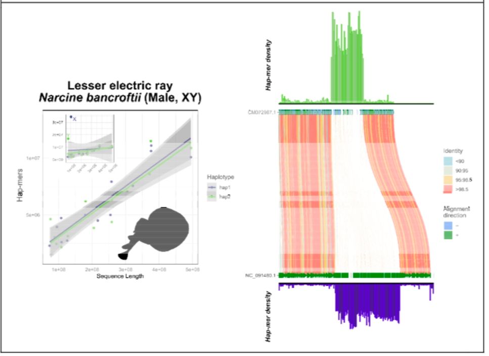 Application of SCINKD to identify previously unannotated sex chromosomes in the Lesser electric ray. 