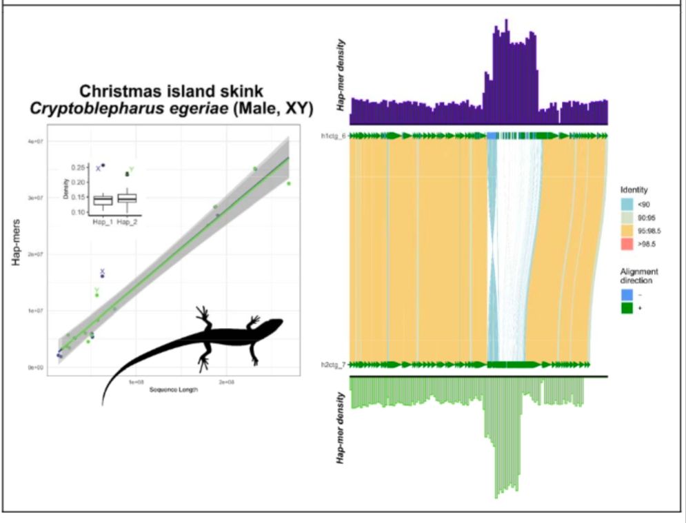 Application of SCINKD to identify XY chromosomes in the Christmas island skink
