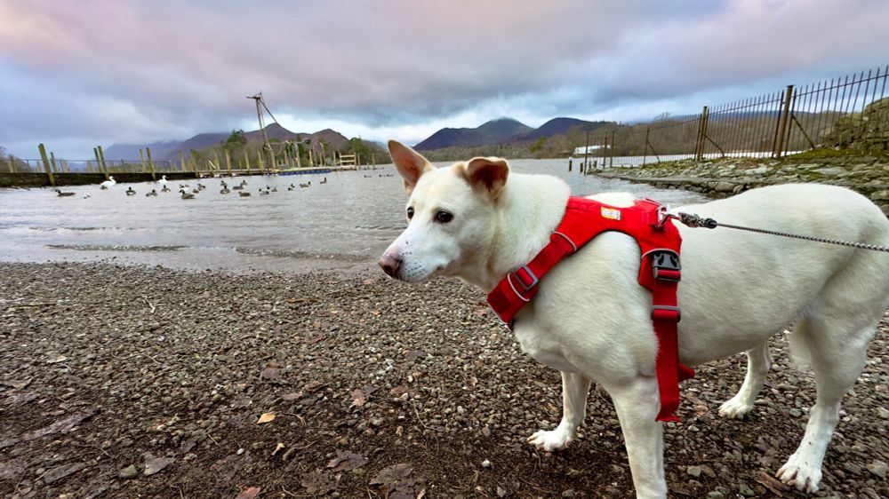 Bella -A rescued Thai street dog takes a Christmas walk along the shore of Derwent water