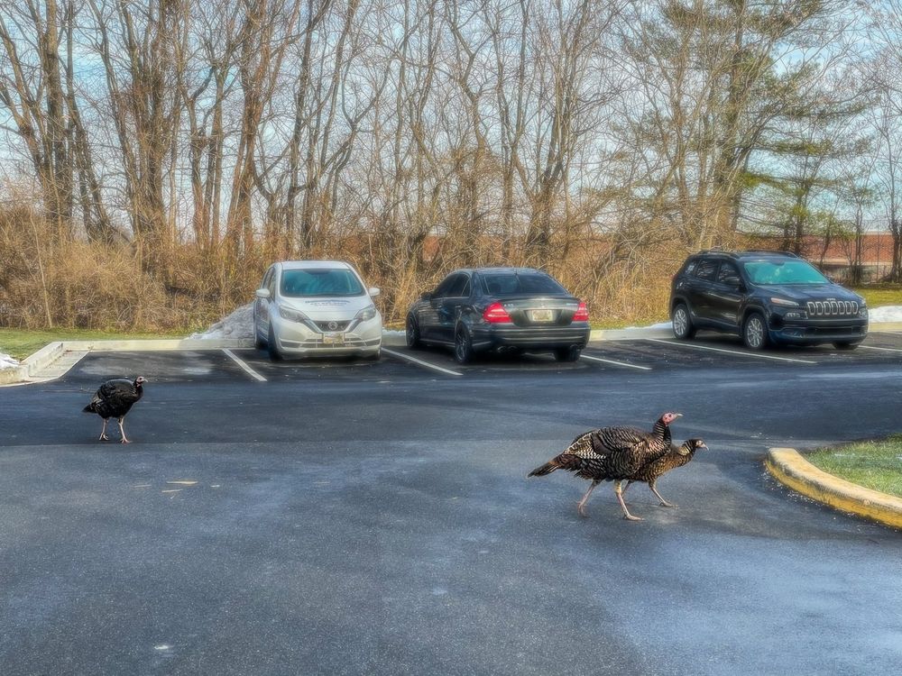 3 wild turkeys running through a neighborhood parking lot