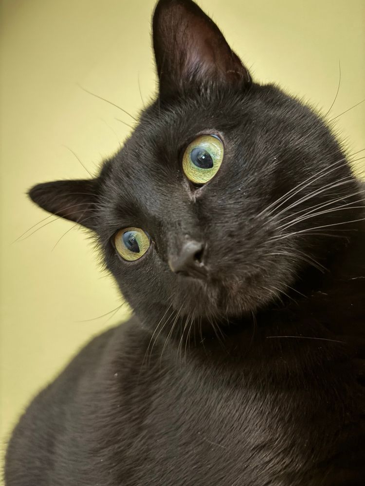 A close up of a chonky 2 year old black cat with yellow green eyes against a wall painted the same color as his eyes