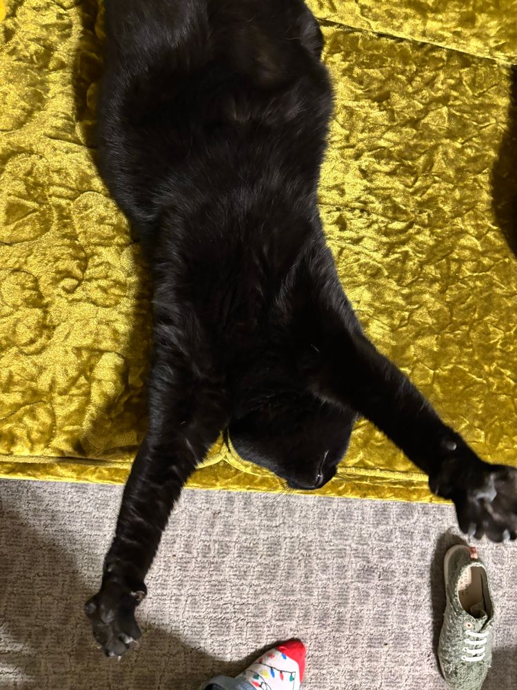 A fat black cat lays on his back on the acid green velvet couch and stretches with his front legs spread apart like a Y. His face is not visible.
