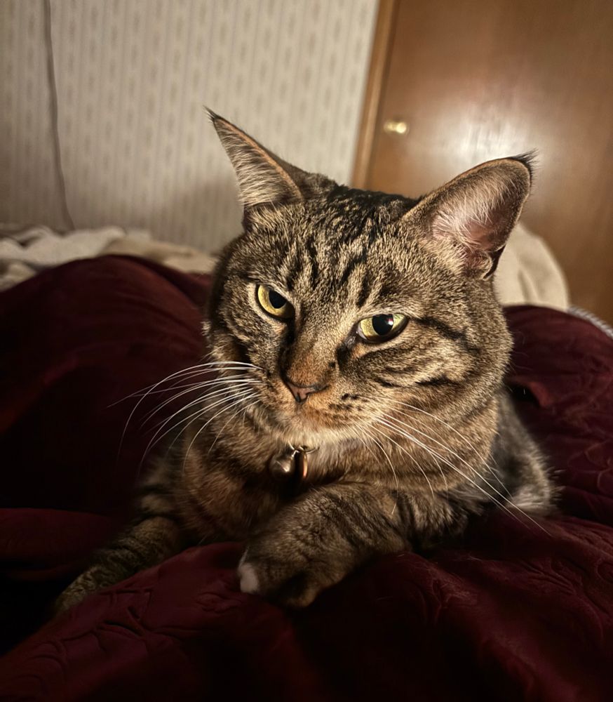 A smug looking brown tabby cat lays on me in my wine-colored robe. She looks at the camera, her eyes half open.