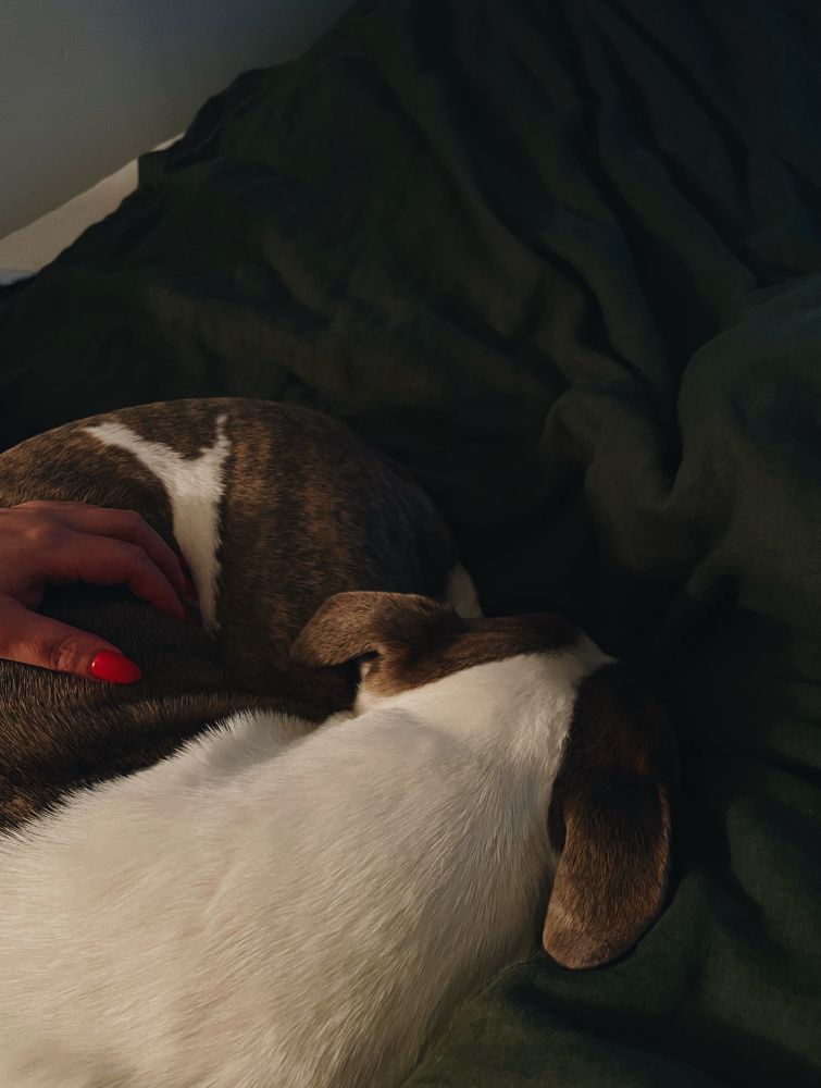 Cuddling with a pittie on bed 