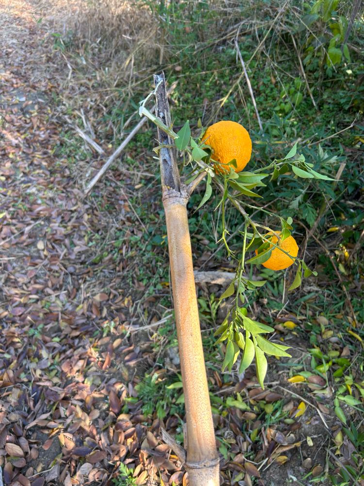 折れた竹の先に柚の実が引っかかっている様子。周囲には落ち葉が散らばり、草や低木が生い茂る自然の中の風景。