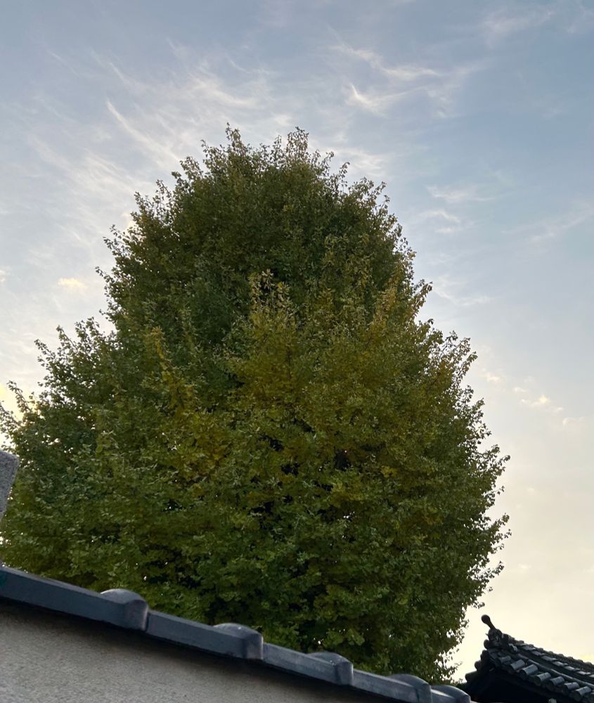 大きなイチョウの木が薄曇りの背景にそびえ立ち、手前には瓦屋根の和風建築が見える風景。