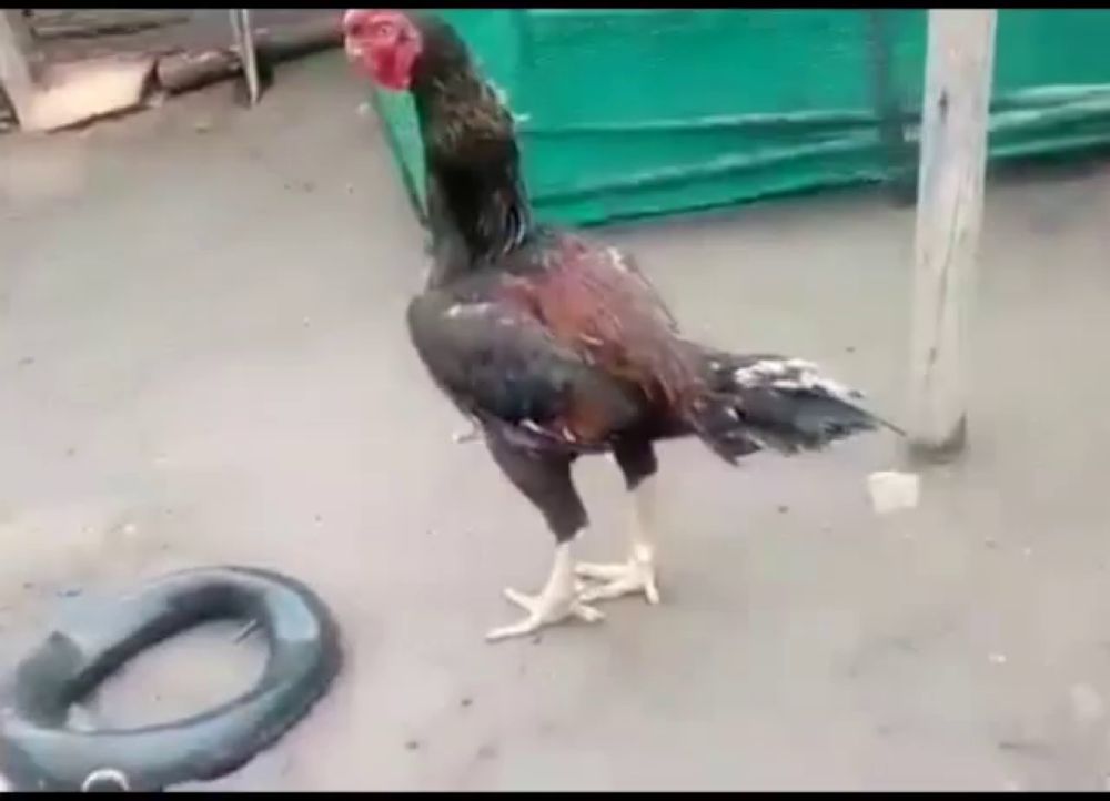 a rooster is standing on a concrete surface next to a tire .