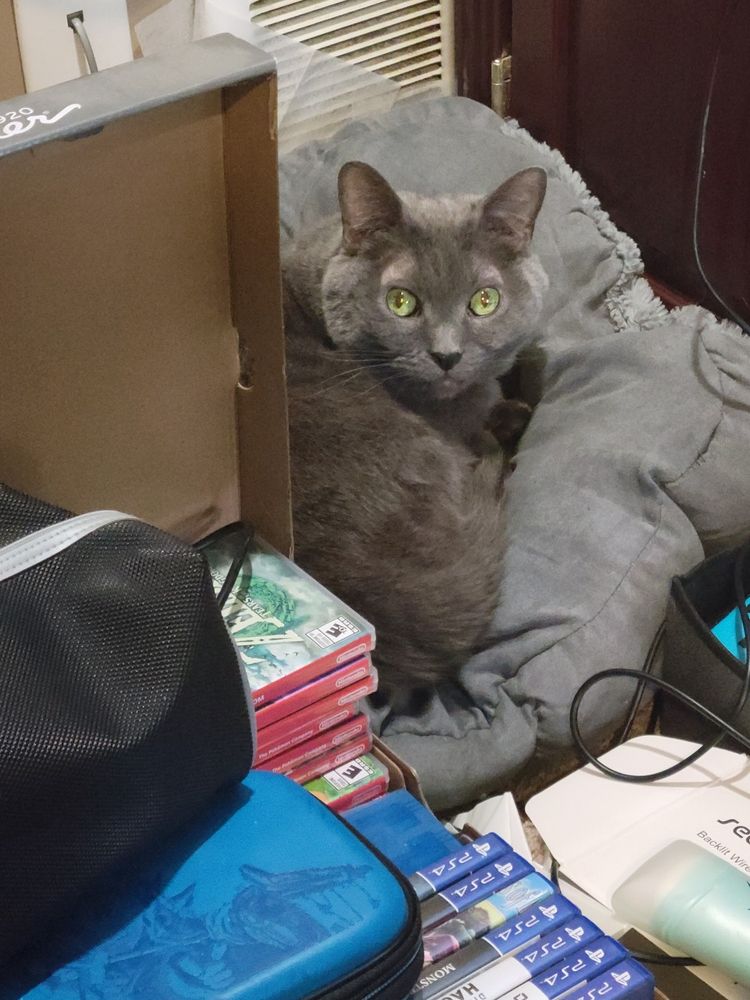 My Grey cat Uzi curled up on his bed behind some of my game cases that are in a box