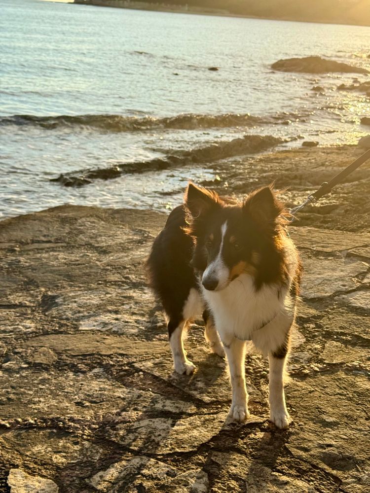 Sheltie steht im Abendlicht am Strand