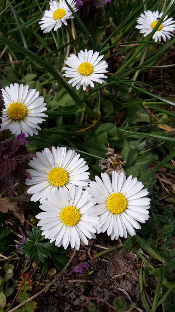Eine Gruppe blühender Gänseblümchen. Die vorderen drei stehen eng zusammen, sodass ihre Blütenbläter überlappen. Die hinteren vier stehen weiter auseinander.
Auf einigen der weißen Blütenblätter liegt ein Hauch von gelbem Blütenstaub.
Ringsum wachsen Gras und andere Pflanzen.