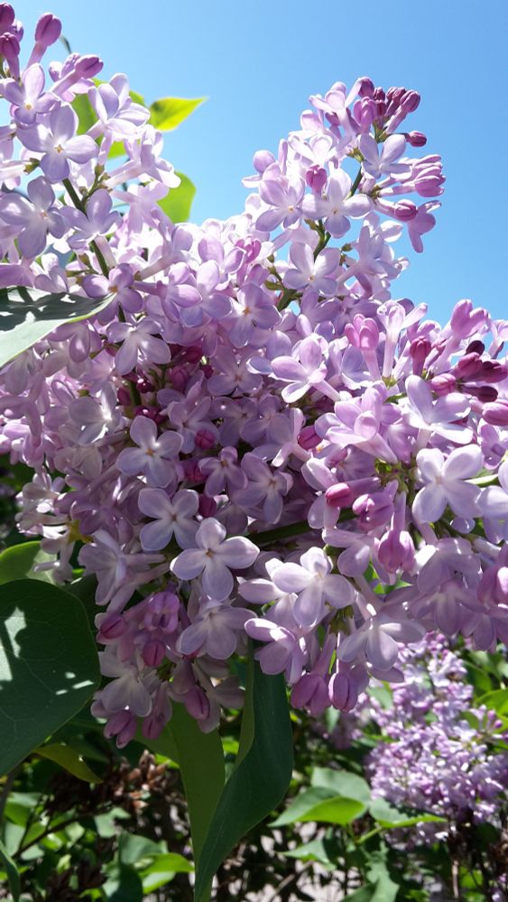 Nahaufnahme von hell violettem Flieder in voller Blüte mit vereinzelten grünen Blättern ringsum vor einem wolkenlosen blauen Himmel.