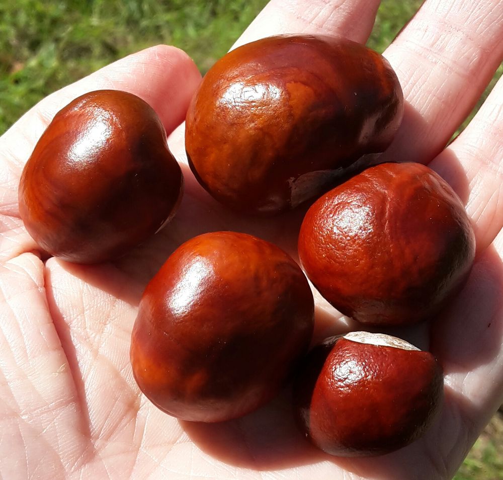 Fünf verschieden große rotbraune Kastanien liegen auf einer Handfläche und glänzen im Sonnenlicht.