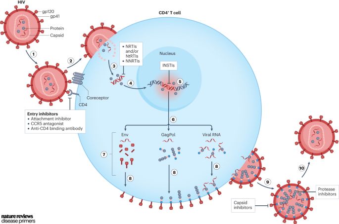 A figure showing the HIV lifecycle and sites of action of the major classes of antiretroviral medications.