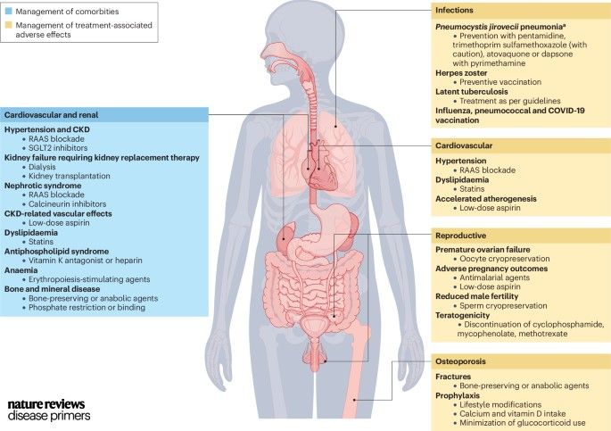 An overview of the management of comorbidities and treatment adverse effects In lupus nephritis.