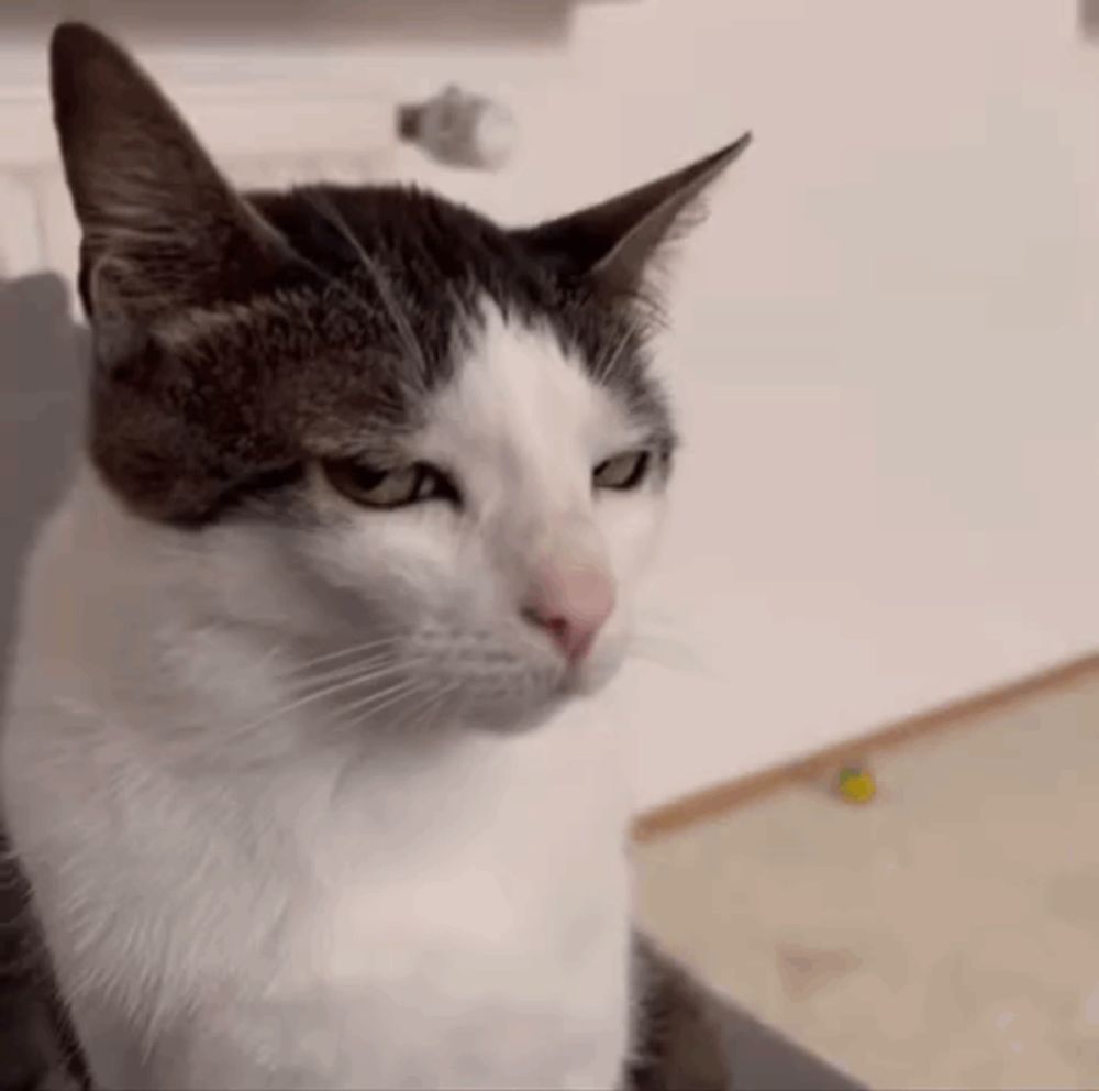 a close up of a gray and white cat sitting on a couch looking at the camera .