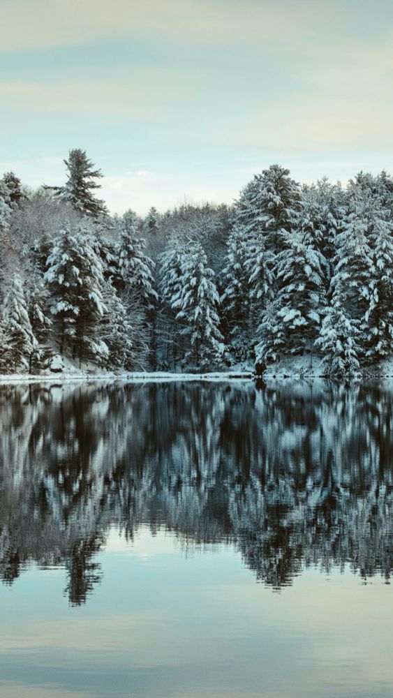 A photograph of a snow covered treeline. There is water causing a reflection of the trees. What some might say is a winter wonderland. 
