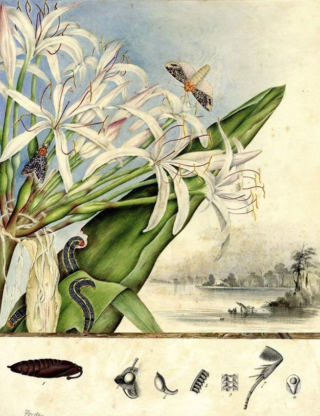 view of coastline, white flowers in foreground with caterpillars and butterflies