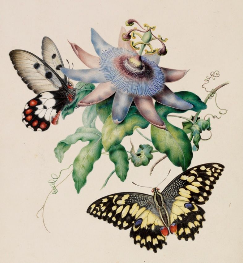 Colourful butterflies flutter about passionfruit vine