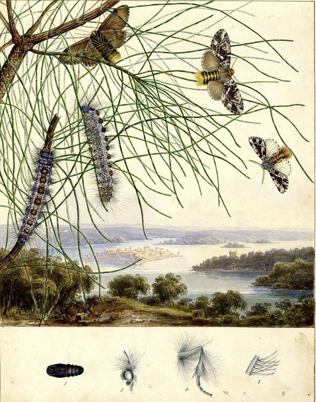 View of 19C Sydney with assorted butterflies and caterpillars in foreground