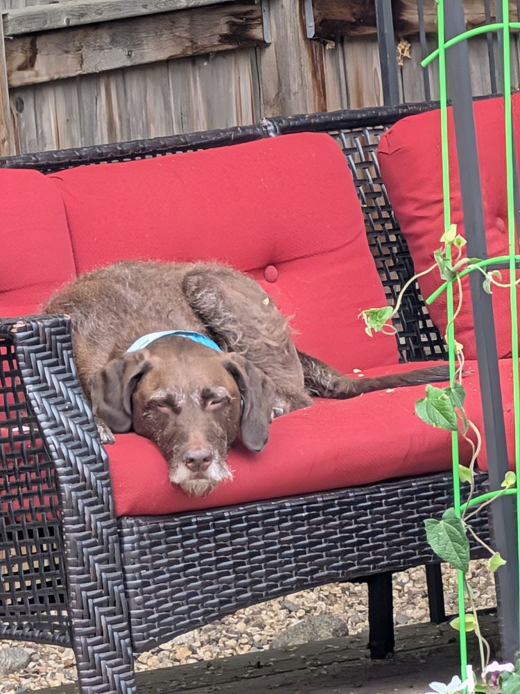Murphy sleeping on the patio furniture.