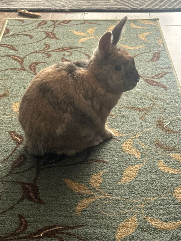 Bunny looking at the camera with one eye.