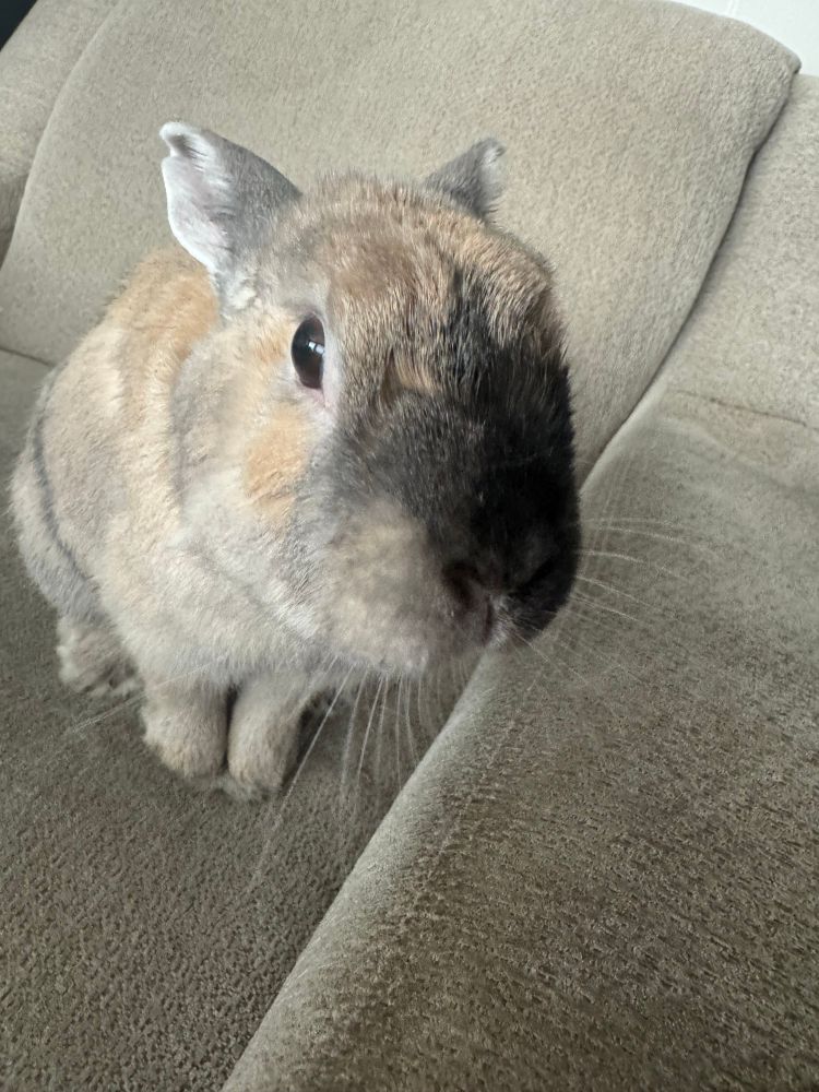 Bunny right up against the camera.