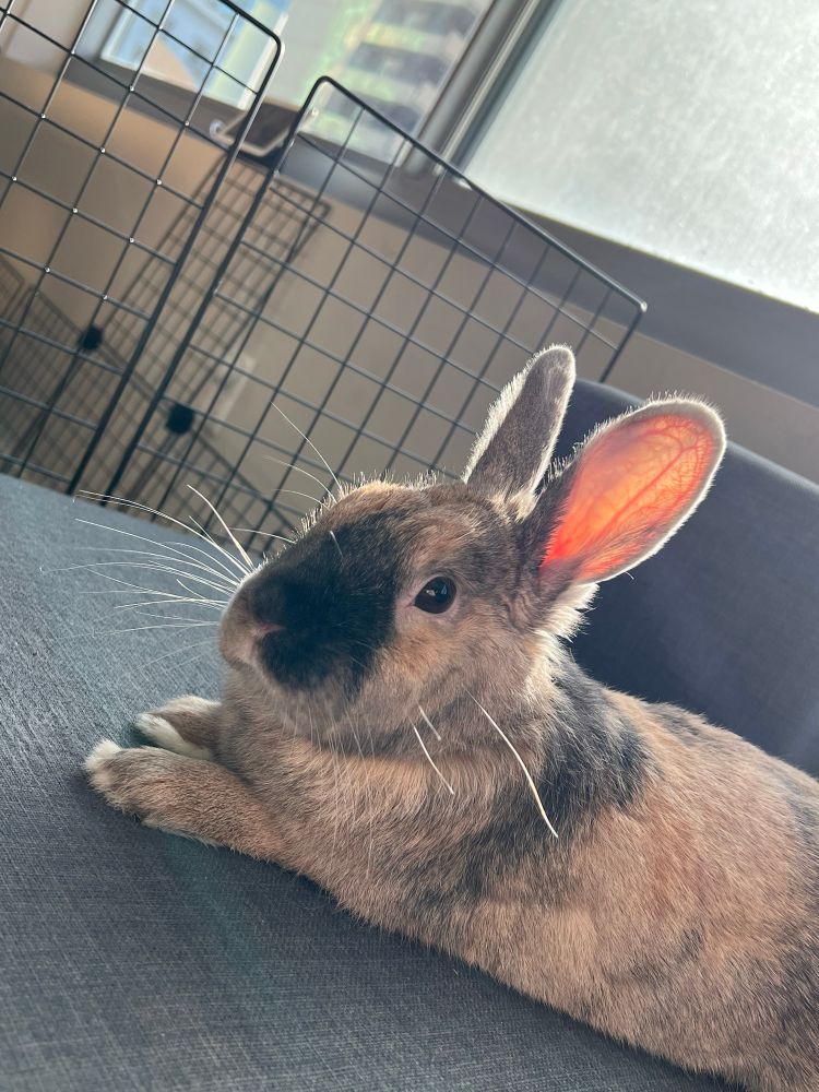 Bunny lying on the couch. You can see the blood vessels in his ears.