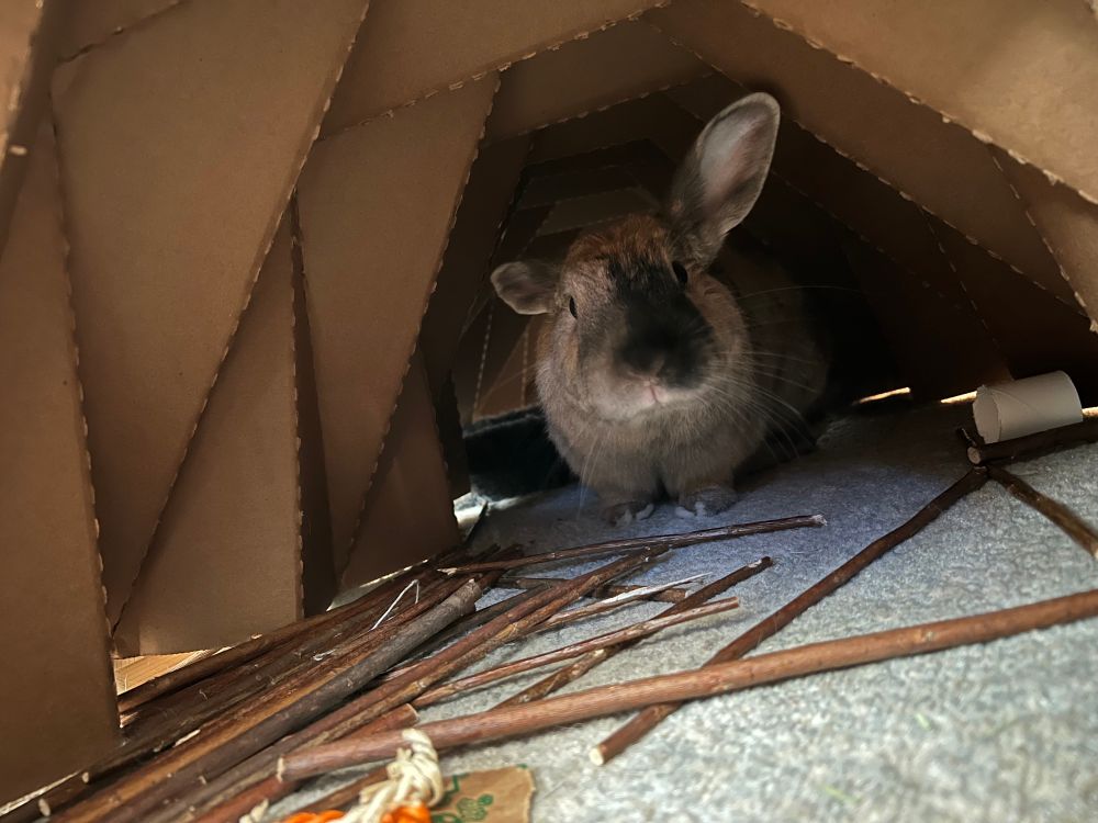 Bunny in his cardboard tunnel with his toy sticks on the floor.