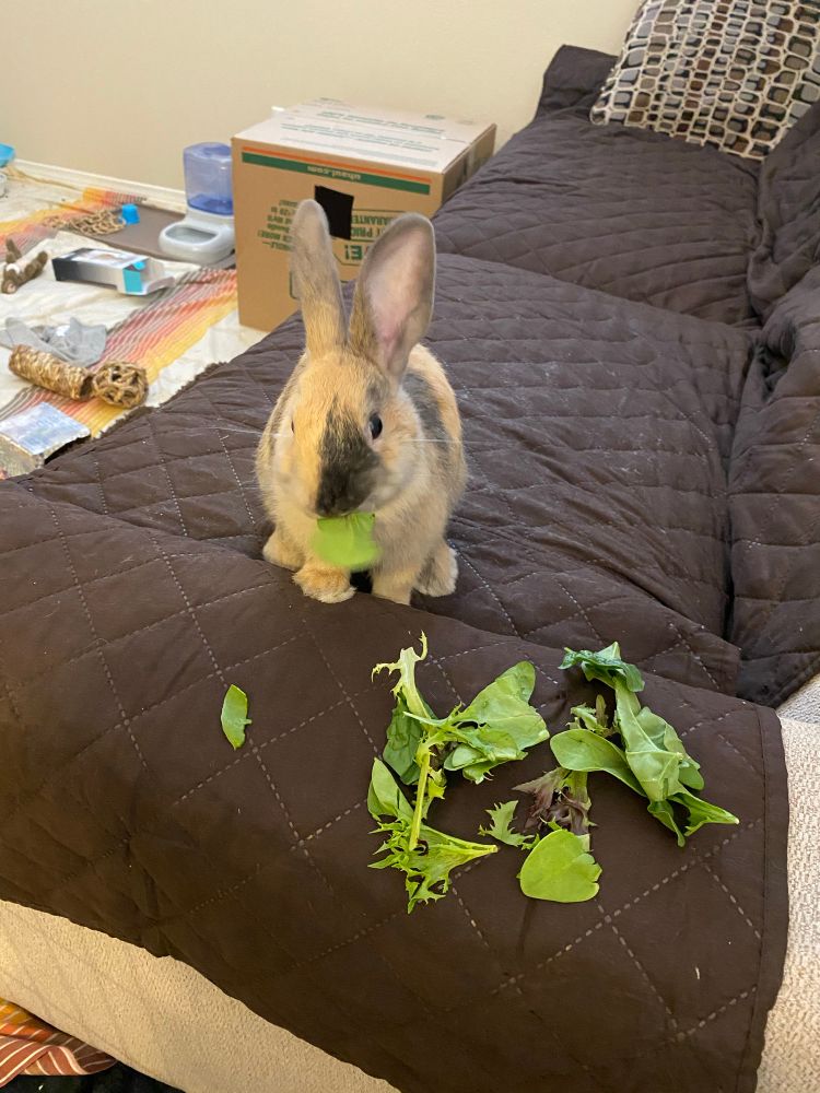 Bunny eating salad on the couch. His toys are visible in the background.