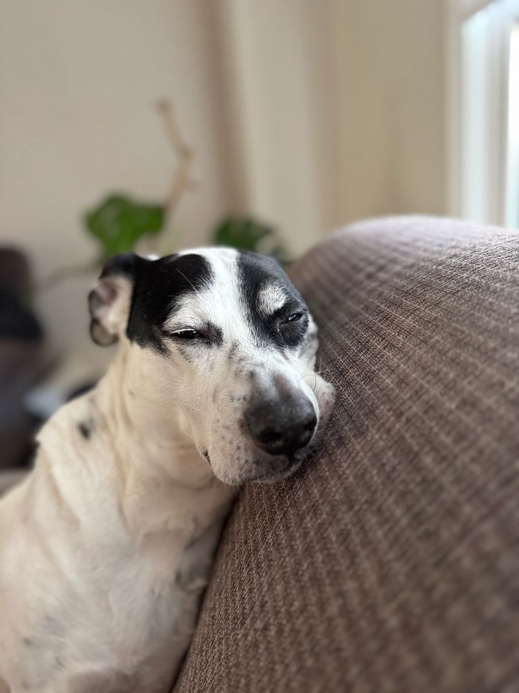 A pointer mix, white with black spots, content with the neighborhood watch outcome, comfortably rests against the back of a brown couch with slightly smushed lips.