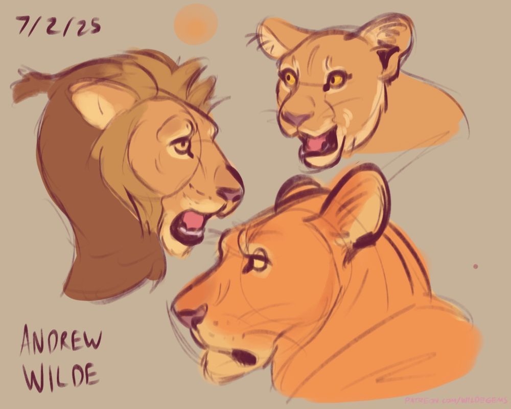 Free Studies from live safari stream