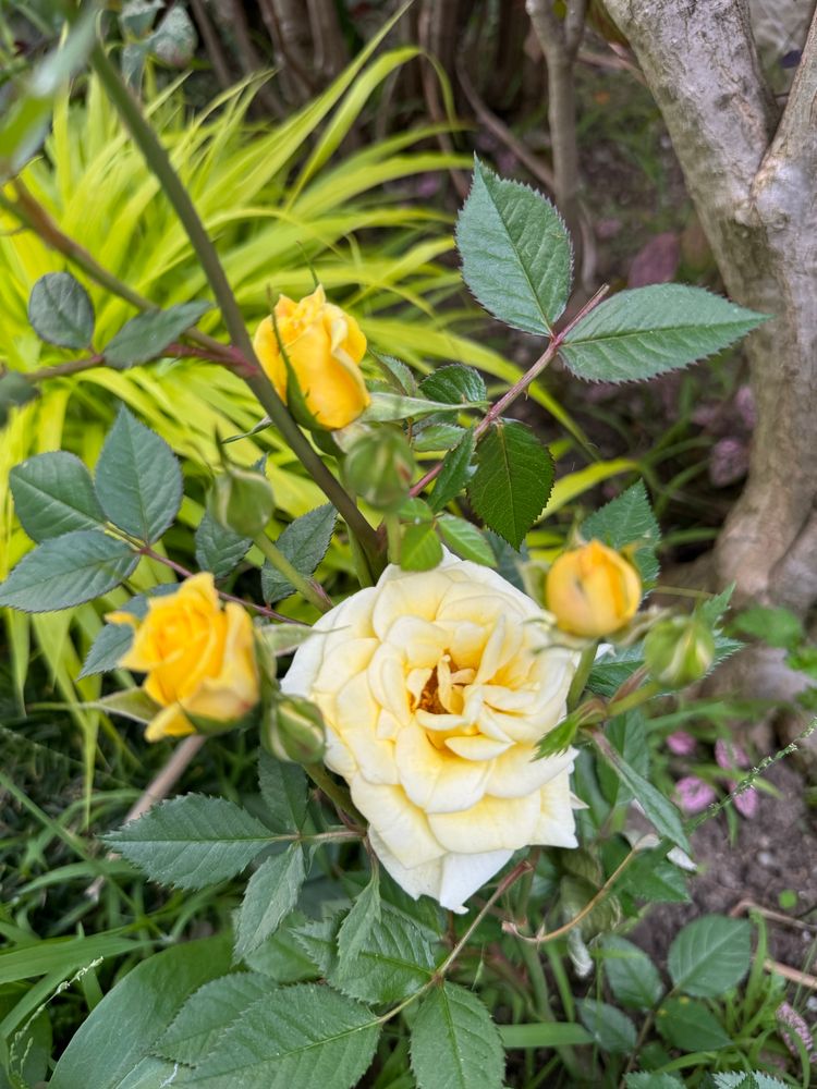 Yellow tiny rose blooming in the front yard shown toward the end of the day like a flash of color to celebrate the start of the weekend 