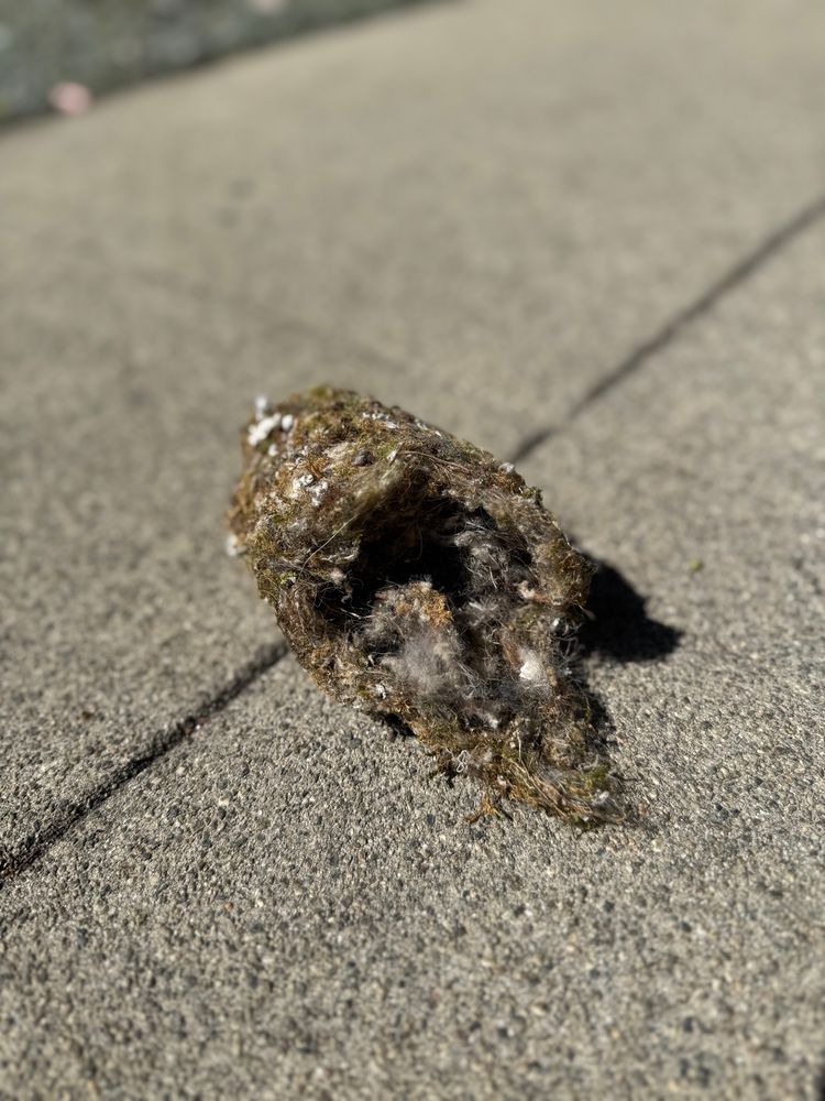 Birds next fallen on it’s side in the middle of a side walk in Los Angeles