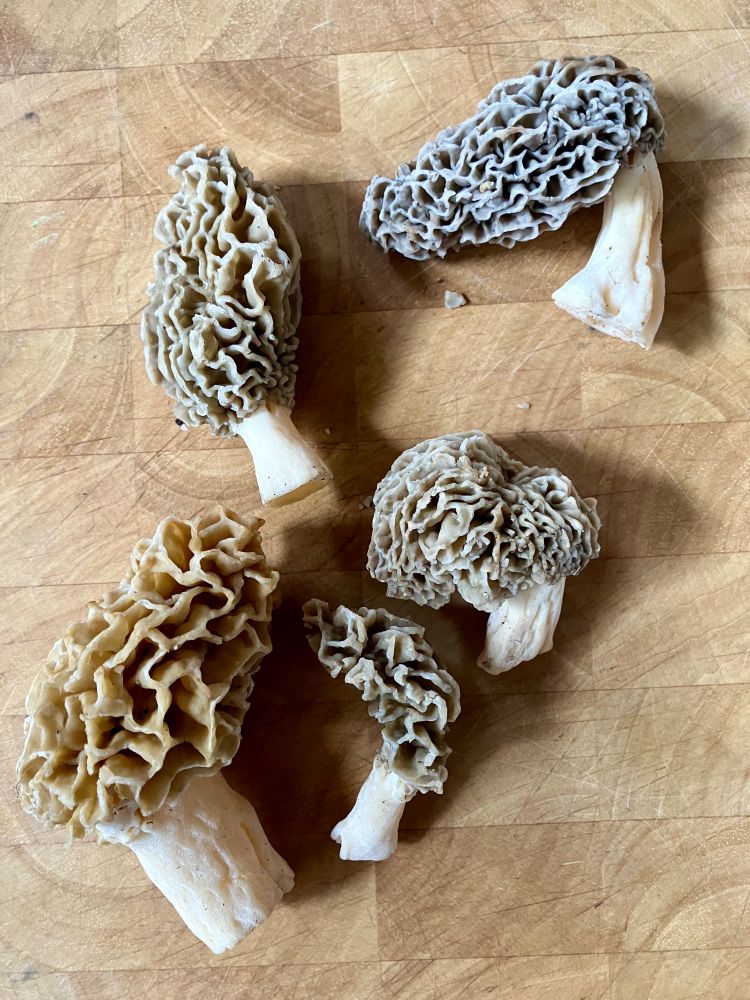 A group of 5 morel mushrooms harvested in southern Ontario, displayed on a cutting board.