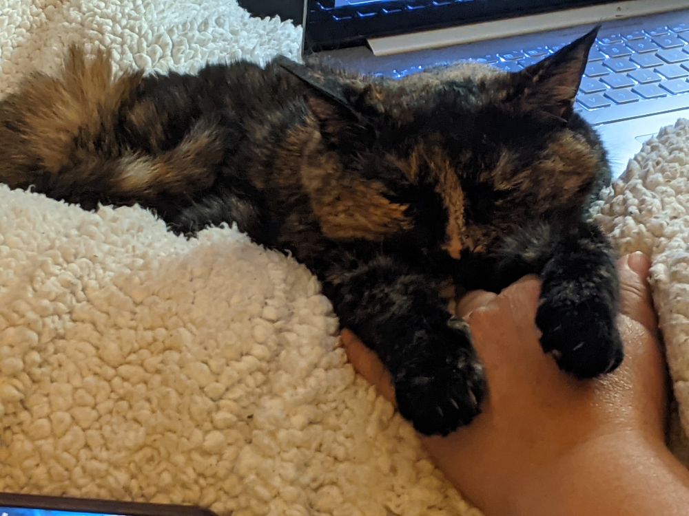 A tortie cat lays on a blanket with her head and paws contentedly placed on her human's hand