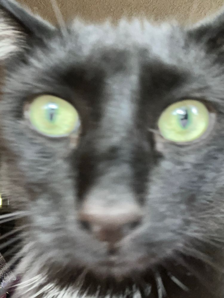 A close-up picture of my cat Cosmo looking kinda like a crackhead