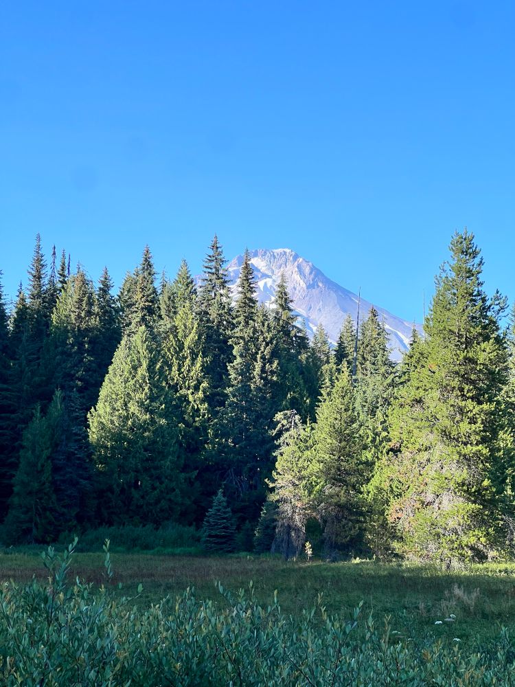 mt hood looking sexy asf with no clothes on (no snow 😓) peeking out from behind trees with a wildflower marsh in front 