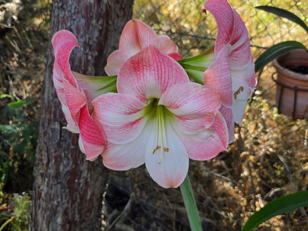 Hippeastrum.  An impressively large flower native to tropical and subtropical regions. This specimen is pink and white and thriving in Extremadura, Spain.
