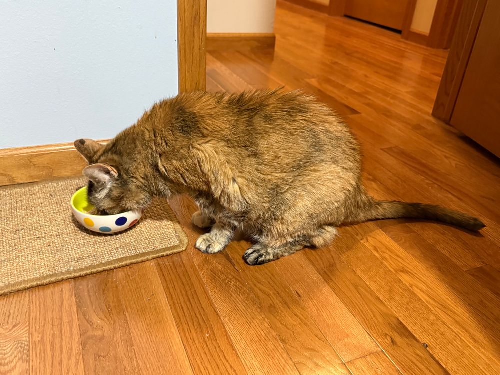 Photograph of my cat Platina, a tortoiseshell tabby, with her face planted in a bowl of canned tuna.
